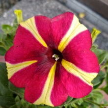 Petunia Amore Queen of Hearts Picture of Petunia Amore Queen of Hearts (30458)