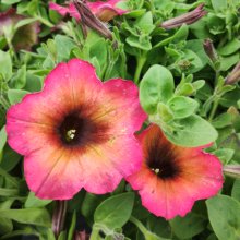 Petunia Arizona Sky Picture of Petunia Arizona Sky (30827)
