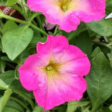 Petunia Fantasy Hot Pink Picture of Petunia Fantasy Hot Pink (30830)