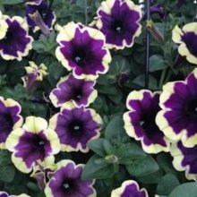 Petunia Moonlight Bay Picture of Petunia Moonlight Bay (10780)