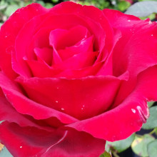 Phar Lap-Rose Picture of Phar Lap-Rose (6311)