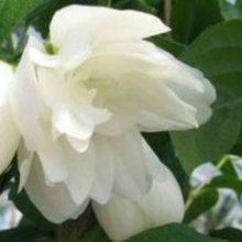 Philadelphus Snowdrift Picture of Philadelphus Snowdrift (10153)