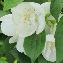Philadelphus Virginalus X Picture of Philadelphus Virginalus X (3948)