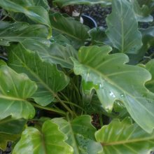Philodendron Xanadu Picture of Philodendron Xanadu (9296)