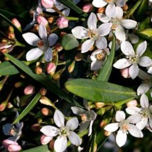 Picture of Philotheca Profusion (1802)