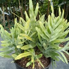 Picture of Phlebodium Blue Star (29681)