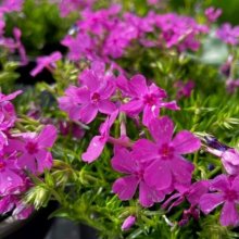 Phlox Daniel Picture of Phlox Daniel (3953)
