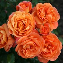 Phoenix Std 80cm-Rose Picture of Phoenix Std 80cm-Rose (30587)