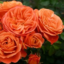 Phoenix-Rose Picture of Phoenix-Rose (30570)