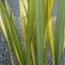 Picture of Phormium Apricot Queen (3961)