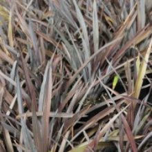 Picture of Phormium Black Magic (3962)
