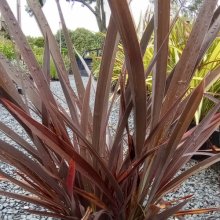Picture of Phormium Black Rage (3963)