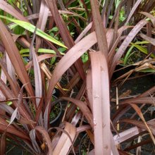 Picture of Phormium C Purpurea (11313)