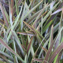 Picture of Phormium Chocomint (3966)