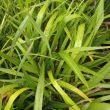Picture of Phormium Cookianum (9649)