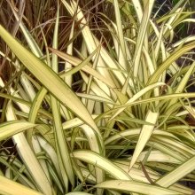 Picture of Phormium Cream Delight (3967)