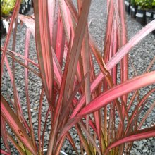 Picture of Phormium Crimson and Clover (30459)