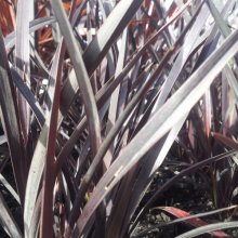 Picture of Phormium Dark Delight (3968)
