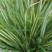 Picture of Phormium Duet (3972)