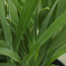 Phormium Emerald Gem Picture of Phormium Emerald Gem (3973)