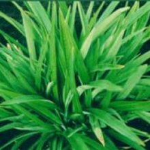 Phormium Emerald Green Picture of Phormium Emerald Green (3974)