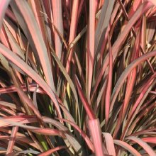 Phormium Evening Glow Picture of Phormium Evening Glow (7996)