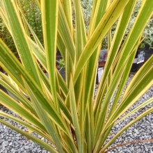 Phormium Golden Ray Picture of Phormium Golden Ray (3975)