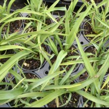 Phormium Green Dwarf Picture of Phormium Green Dwarf (3976)