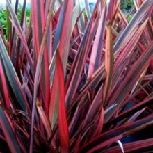 Phormium Guardsman Picture of Phormium Guardsman (11043)