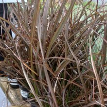 Phormium Jack Spratt Picture of Phormium Jack Spratt (3978)