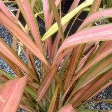 Phormium Jester Picture of Phormium Jester (3979)