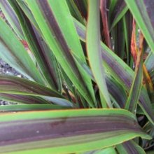 Phormium Licorice and Lime Picture of Phormium Licorice and Lime (10433)