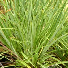 Phormium Pepe Picture of Phormium Pepe (3981)