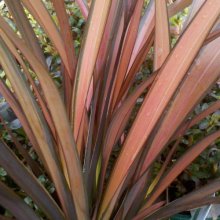 Phormium Pink Panther Picture of Phormium Pink Panther (3982)