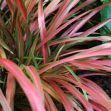 Phormium Pixie Picture of Phormium Pixie (6530)