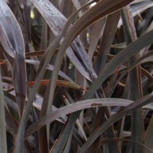 Phormium Platts Black Picture of Phormium Platts Black (3983)