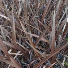 Picture of Phormium Purple Haze (3984)