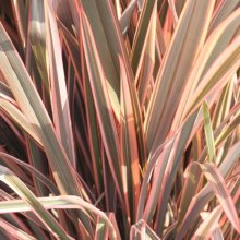 Phormium Rainbow Chief Picture of Phormium Rainbow Chief (29525)