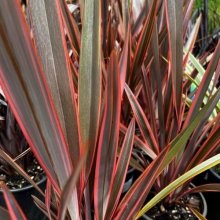 Phormium Rainbow Queen Picture of Phormium Rainbow Queen (3986)
