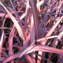 Phormium Rainbow Red Picture of Phormium Rainbow Red (3987)