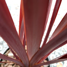 Phormium Royal Flush Picture of Phormium Royal Flush (30499)