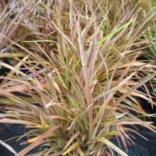 Phormium Stripy Mist Picture of Phormium Stripy Mist (11638)