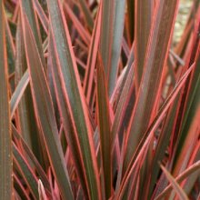 Phormium Sundowner Picture of Phormium Sundowner (3992)