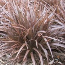 Phormium Sweet Mist Picture of Phormium Sweet Mist (3995)