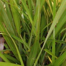 Phormium Tenax Harakeke Picture of Phormium Tenax Harakeke (6306)