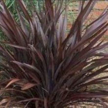Phormium Tenax Purpurea Picture of Phormium Tenax Purpurea (10956)