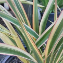 Phormium Tricolour Picture of Phormium Tricolour (3997)