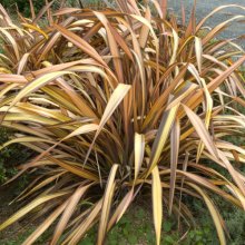 Phormium Veneer Picture of Phormium Veneer (6531)