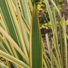Phormium Waitara Gold Picture of Phormium Waitara Gold (3998)