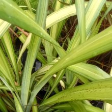 Phormium Yellow Wave Picture of Phormium Yellow Wave (3999)